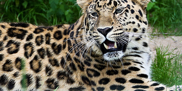 Спасенного котенка леопарда начали обучать охоте на