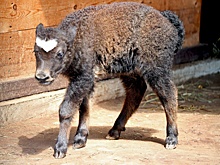 Детеныш яка родился в нижегородском зоопарке «Лимпопо»