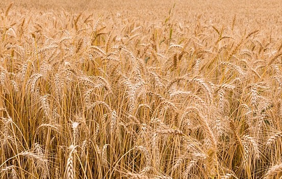 На фоне заявления Китая о плохом состоянии посевов озимых цены на пшеницу в стране взлетели до 14-летнего максимума