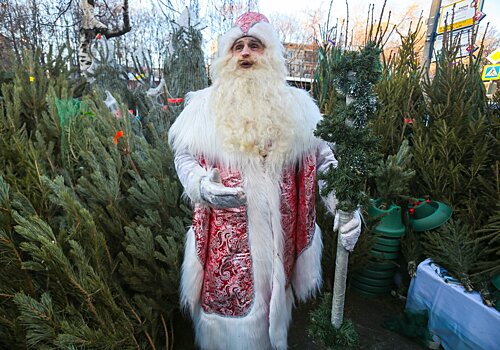 Новогодний елочный базар откроется в Ивантеевском лесопитомнике 12 декабря