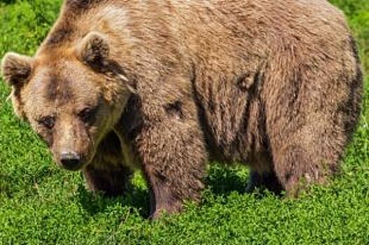 В Красноярском крае дачник встретил на участке голодного медведя
