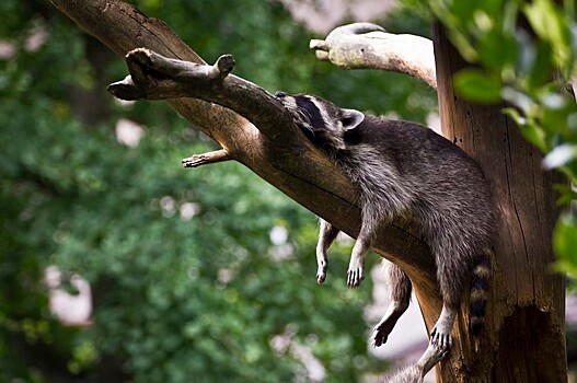 Четыре самых распространенных мифа о сне