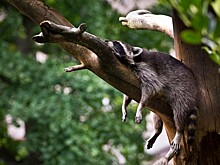 Четыре самых распространенных мифа о сне