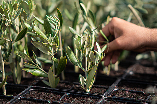 В Крыму создадут оливковый сад в теплице
