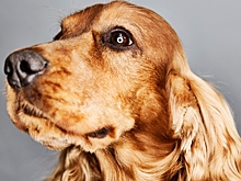 Кинолог напомнил о защите питомцев от стресса новогодней ночи