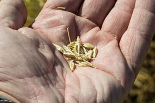 Власти Алтайского края просят правительство РФ пролонгировать кредиты аграриев региона