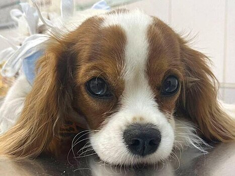 Московские ветеринары спасли щенка, проглотившего игольницу с булавками