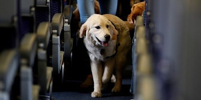 Москвичи обсуждают новые правила по перевозке животных в самолетах