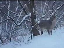 Сбежал от деда Мороза. По Нижнему Новгороду гулял олененок (видео)