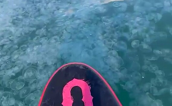 Нашествие медуз в Анапе удивило туристов