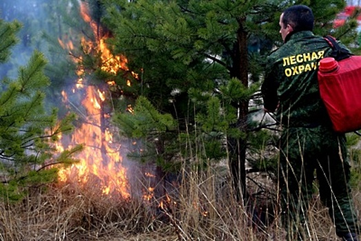 Риск лесных пожаров в Подмосковье увеличивается из‑за дефицита осадков