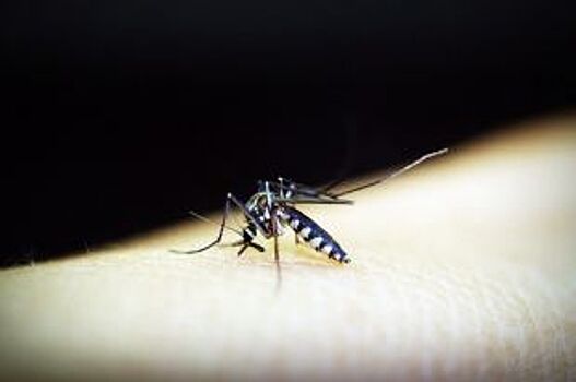 В Анапе против комаров и клещей начали бороться роботы