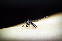 В Самаре весной общественные зоны обработают от клещей, комаров и грызунов