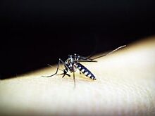 В Анапе против комаров и клещей начали бороться роботы