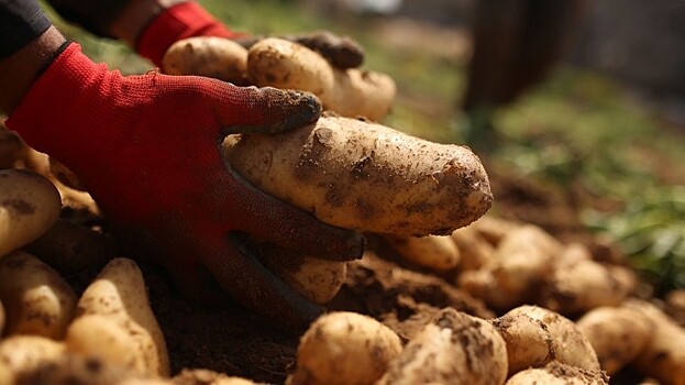 Сажать картошку или нет: Как журналисты запутали дачников