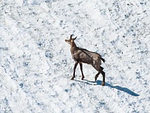 Прыжок к браконьерам