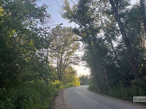 В текущем году Саратовская область намерена засадить лесом не менее 4 тысяч гектаров