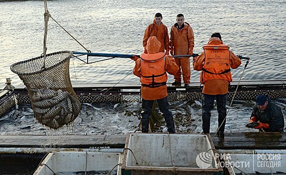 NRK (Норвегия): русские разводят лососей среди атомных подлодок и военных баз