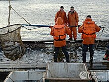 NRK (Норвегия): русские разводят лососей среди атомных подлодок и военных баз