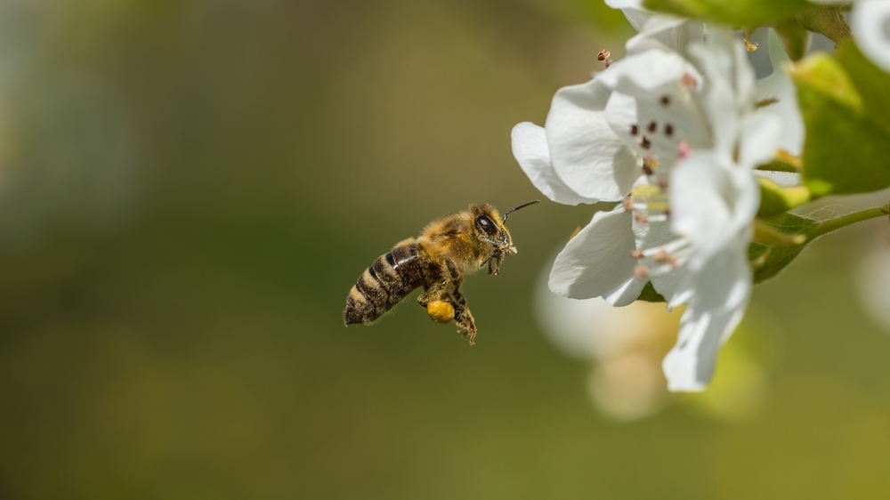 Доказано, что пчелы действительно умеют считать
