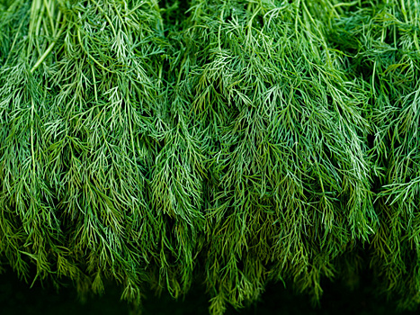 Экспертное мнение: свежую зелень лучше хранить в холоде и влаге