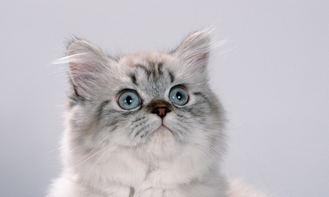 Назван смертельно опасный жест для кошек