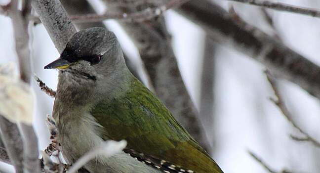 Фото: под Новосибирском заметили редкую зелёную птицу