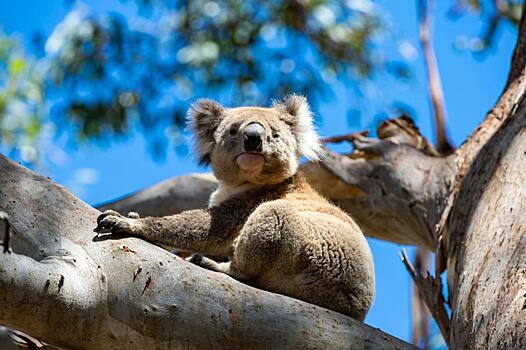 Apple отказалась покупать энергию с ветроэлектростанции, угрожающей коалам в Австралии: Новости ➕1, 05.04.2023