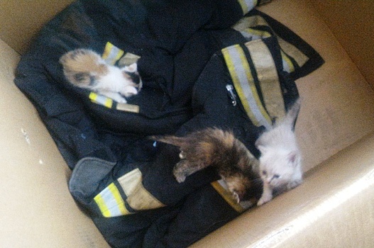 Пожарный из Новосибирска рассказал, как спас трёх котят и нашёл им новых хозяев