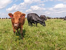 Австралийские ученые отпугнули львов от коров при помощи нарисованных на заду глаз