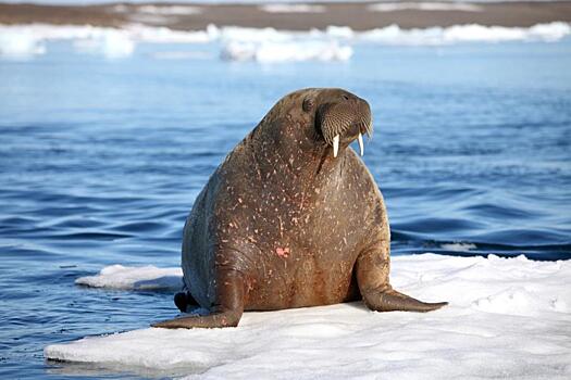 В Нидерландах заметили арктического моржа за сотни километров от естественной среды обитания: Новости ➕1, 03.11.2021