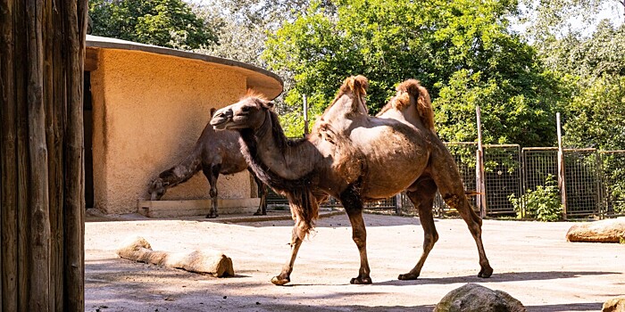 Мороженым с фруктами и мясом угостили питомцев зоопарка Рима