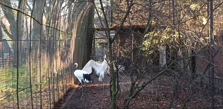 Самка краснокнижного журавля из зоопарка Ижевска встретилась с женихом в Калининграде