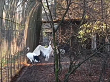 Самка краснокнижного журавля из зоопарка Ижевска встретилась с женихом в Калининграде