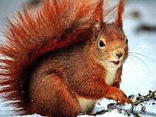 Следы на снегу помогут посетителям парка «Покровское-Стрешнево» изучить его обитателей