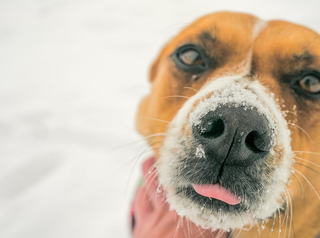 Как работает чувство обоняния