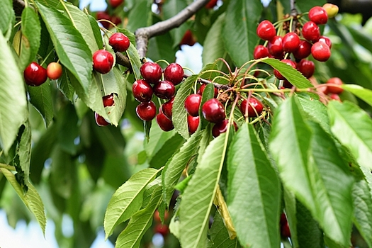 Названы ягоды, которые улучшают зрение