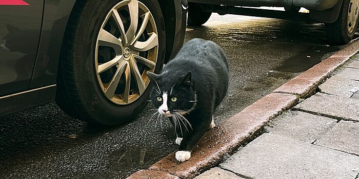 Главного кота польского города посадили на диету и удалили с онлайн-карт