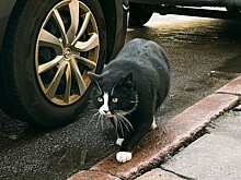 Главного кота польского города посадили на диету и удалили с онлайн-карт