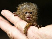 Мужчина подобрал в лесу странного зверька, вскоре оказалось, что это крохотное и редкое млекопитающее