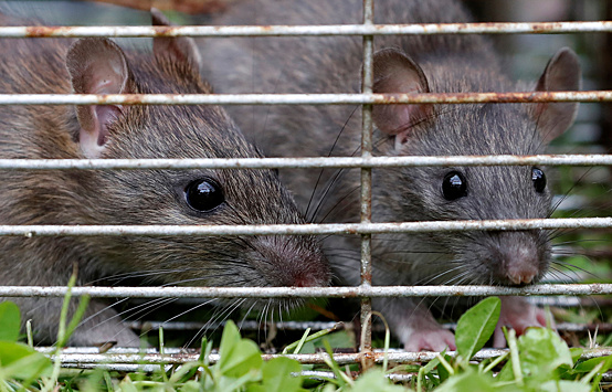 Крысы предпочли не причинять вред сородичам