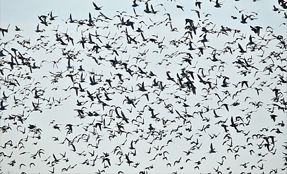 Китайские города заполнили огромные стаи птиц и комаров