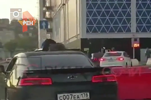 Россиянка прокатила двух енотов на крыше автомобиля