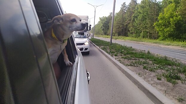 В Новосибирске за 15 лет заменят 210 остановок общественного транспорта