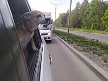 В Новосибирске за 15 лет заменят 210 остановок общественного транспорта