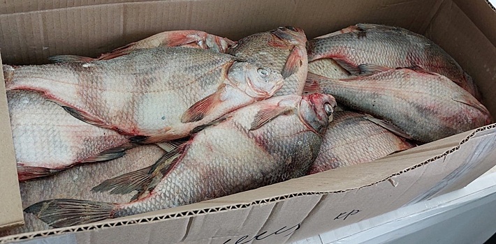 В Волгоградской области Россельхознадзор приостановил вывоз в Казахстан крупной партии рыбы