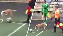 В чемпионате Украины собака мешала футболисту исполнить угловой удар: видео