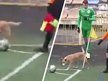 В чемпионате Украины собака мешала футболисту исполнить угловой удар: видео