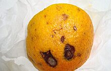 Апельсины с гнильцой и каша с гарью: суровые будни челябинских дошколят