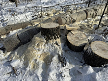 В Хабаровском крае полицейские задержали подозреваемых в незаконной рубке лесных насаждений